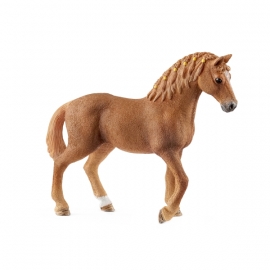 Quarter Horse Stute