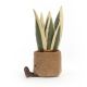Amuseable Snake Plant