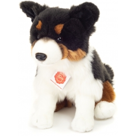 Tri-Color Border Collie Sitzend, 30