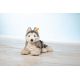 Bernie Husky 33 Grau/Weiss Liege
