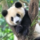 Ravensburger - Panda, Tiger und