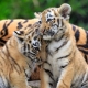 Ravensburger - Panda, Tiger und
