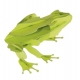 3D Papiermodell - Frosch, Spezia