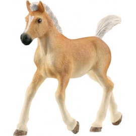 Haflinger Fohlen