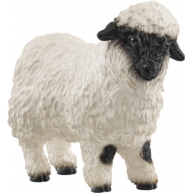 Walliser Schwarznasenschaf