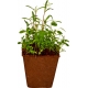 Bienen-Garten Anzucht-Set - Natu