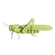 3D Papiermodell - Heuschrecke, S
