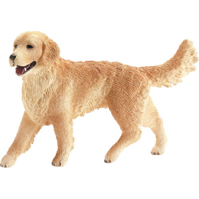 Golden Retriever Hündin