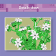 Babysbreath